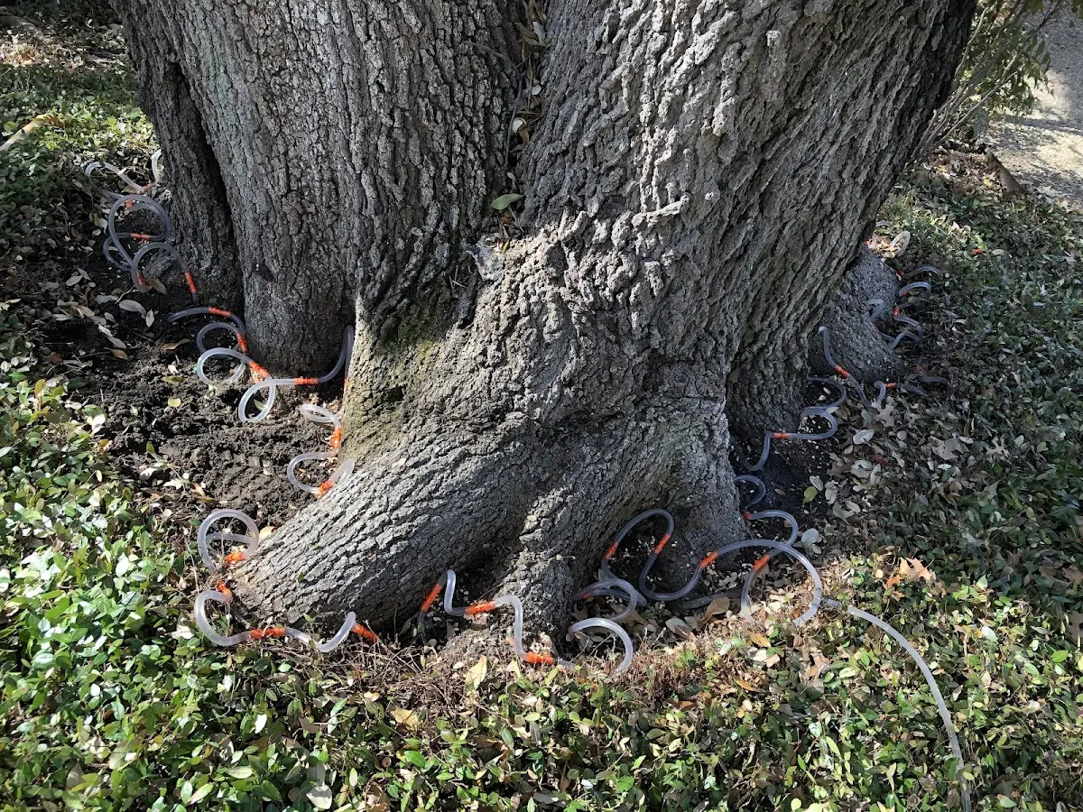 Detailed Tree Cabling and Bracing job site in Oakland City