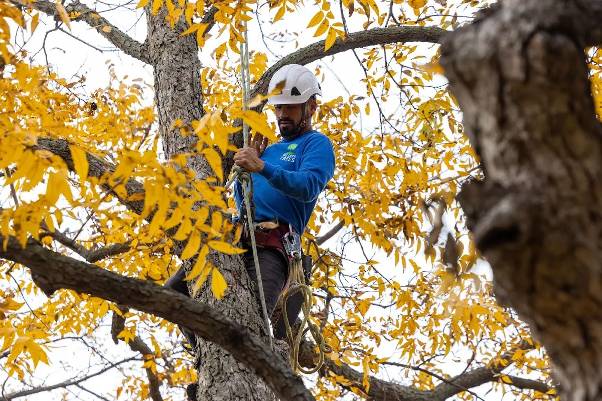 Skilled Tree Pruning crew working in Oakland City